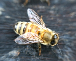 Bee close